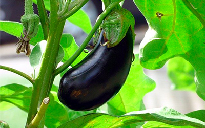 Aubergines