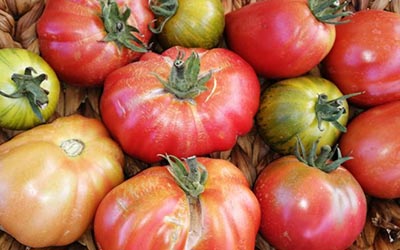 Tomates anciennes