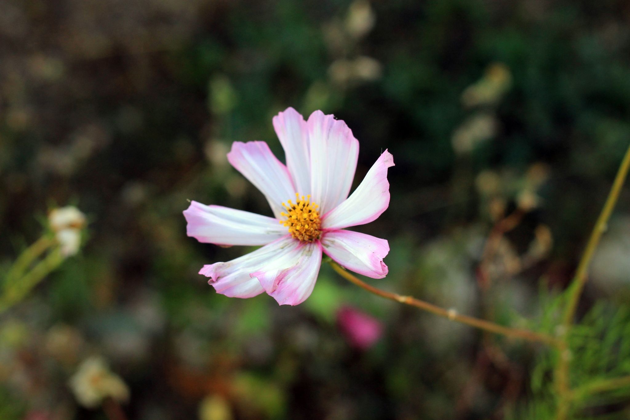 fleur les terres de maia Fleurs les terres de maia