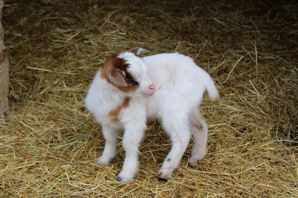 Bébé chèvre