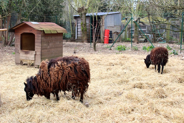 Moutons - Association de l'homme à l'animal