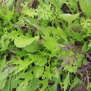mesclun asiatique bio