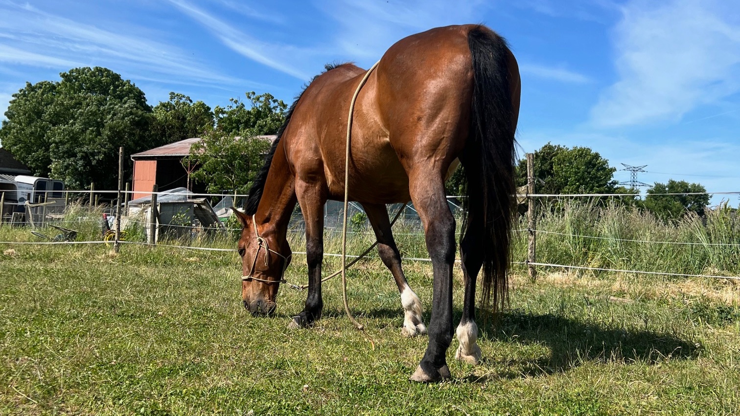 cheval cheval